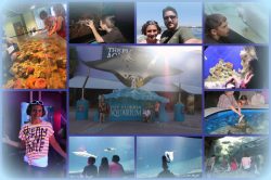 florida aquariumcollage2012