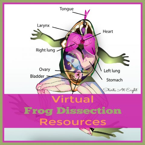 frog digestive system diagram fetal pig dissection